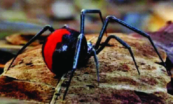 রেডব্যাক স্পাইডার