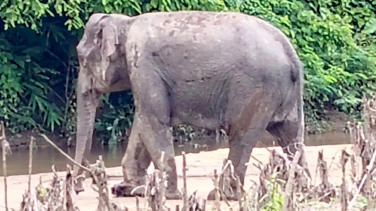 আহত হাতিকে চিকিৎসা দিতে গিয়ে বনকর্মী ও চিকিৎসকসহ আহত ১৫