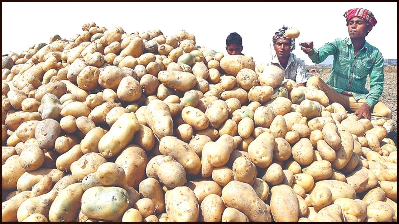 আলু