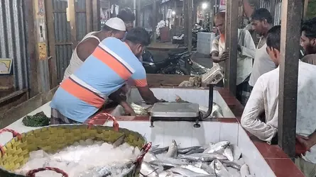 বিলম্বে হলেও ভোলার মেঘনায় ধরা পড়ছে ইলিশ, সরগরম মাছের আড়ত