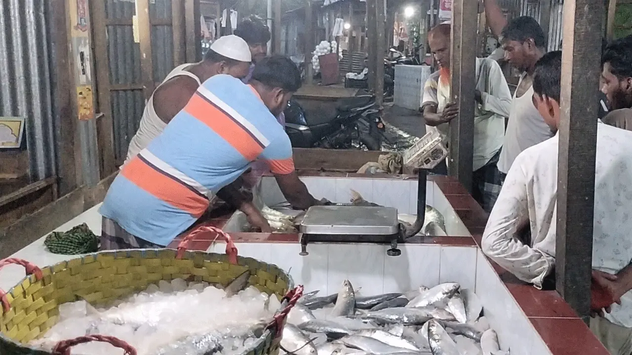 বিলম্বে হলেও ভোলার মেঘনায় ধরা পড়ছে ইলিশ, সরগরম মাছের আড়ত