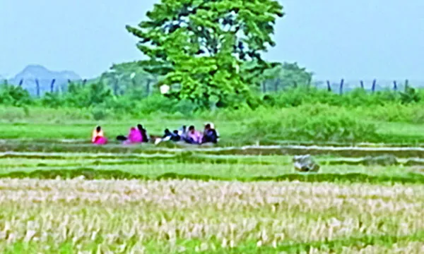 বেনাপোল সীমান্তে বিএসএফের পুশইন চেষ্টা ঠেকাল বিজিবি