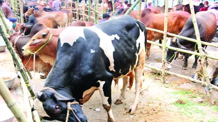 দেশীয় পশুর সমারোহে উৎসবমুখর পশুর হাট