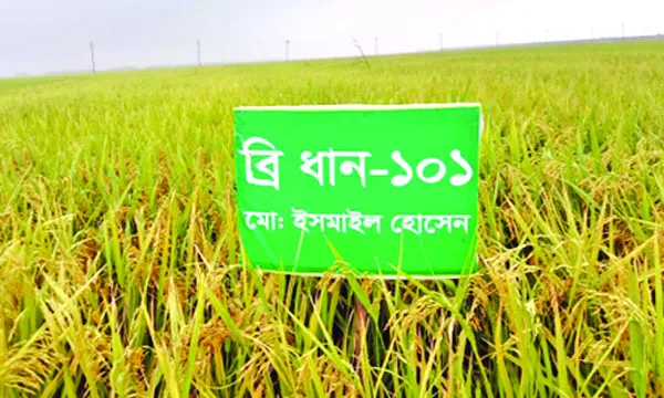 হাওরে বন্যার ক্ষতি ঠেকাতে পারে স্বল্পমেয়াদি বোরোধান চাষ