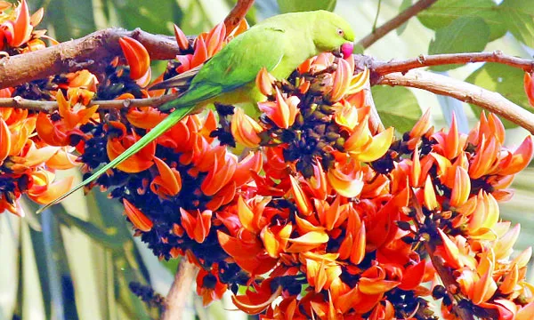 আজ পয়লা  উাল্গুন