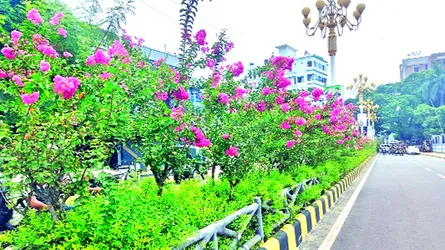 ফুলের মুগ্ধতায় রাজশাহী নগরী  তাপদাহে যেন রঙিন প্রশান্তি