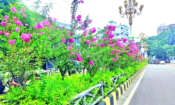 ফুলের মুগ্ধতায় রাজশাহী নগরী  তাপদাহে যেন রঙিন প্রশান্তি