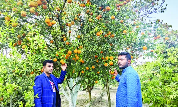 সমতলে ‘কমলার বাড়ি’ চুয়াডাঙ্গা