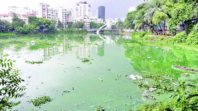 লেকের দুর্গন্ধে অতিষ্ঠ গুলশান বনানীর বাসিন্দারা