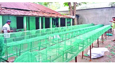 জীববৈচিত্র্য ধ্বংসে ভয়ানক ফাঁদ চায়না দুয়ারি