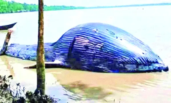 তালতলীতে ভাসছে ৩২ ফুটের মৃত তিমি  উপকূলে চাঞ্চল্য