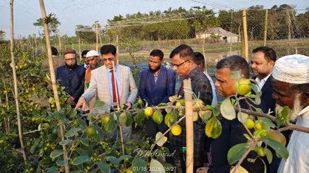 সিলেট অঞ্চলে পতিত জমিতে সবুজ বিপ্লব