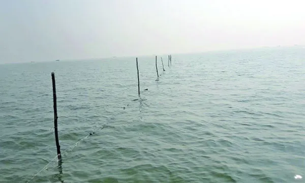 পাঙ্গাইশসার চরের গাছপালাও বিলীন