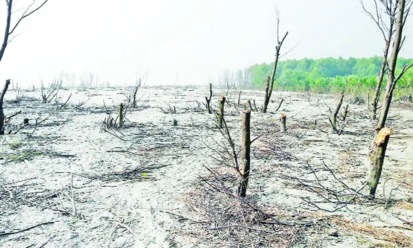 ধ্বংসের মুখে চর তুফানিয়ার সৌন্দর্য