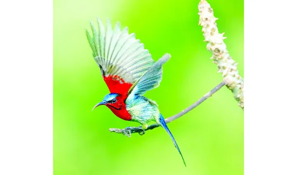 বিলুপ্তপ্রায় অগ্নিঝরা  সিঁদুরে লাল মৌটুসি