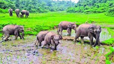 পাহাড়ে খাবার ও পানির সঙ্কট, লোকালয়ে হাতির পাল