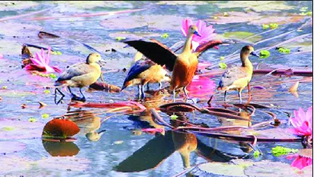 শীতের ভোরে জেগে ওঠা পাখিদের ক্যাম্পাস জাহাঙ্গীরনগর