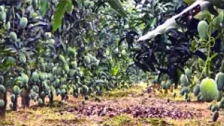 বিশ্ববাজারে বাংলাদেশী আমের কদর বাড়ছে