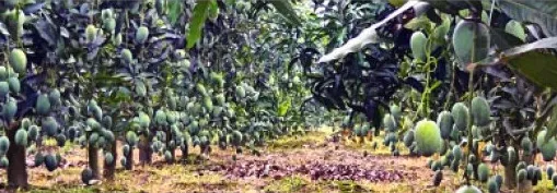বিশ্ববাজারে বাংলাদেশী আমের কদর বাড়ছে