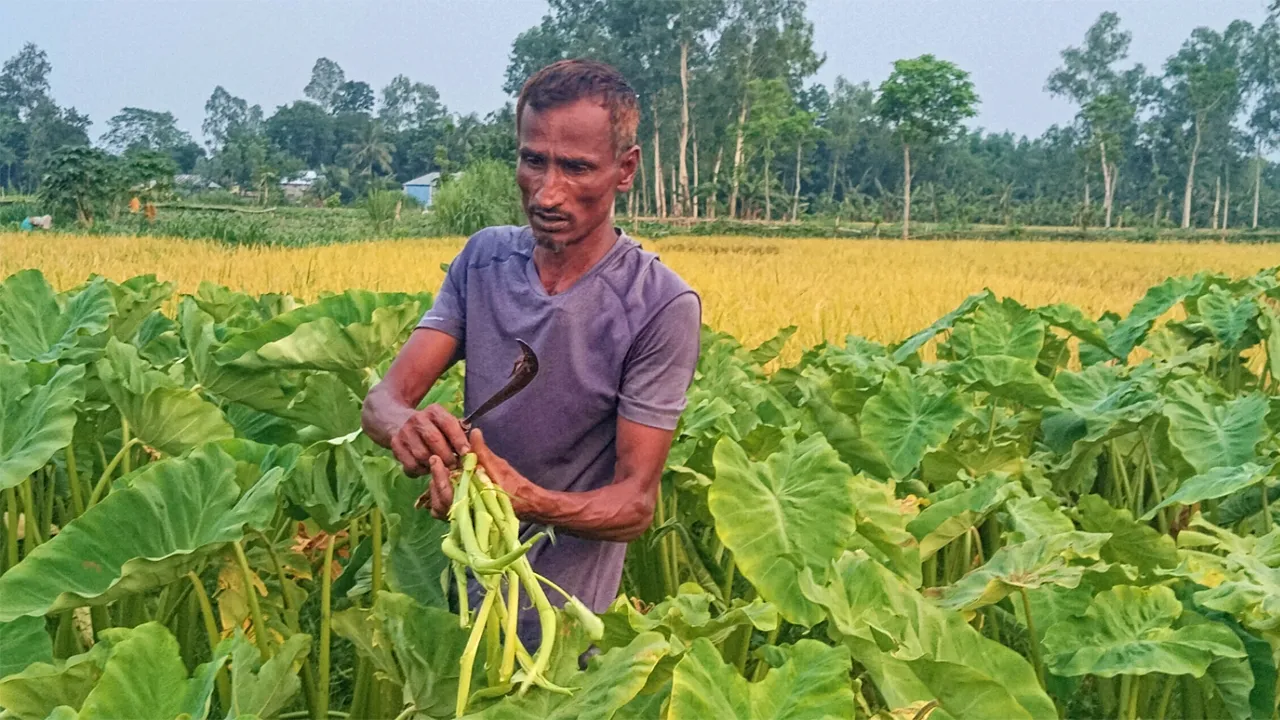 বগুড়ায় কচুর লতি চাষে স্বাবলম্বী রেজানুর
