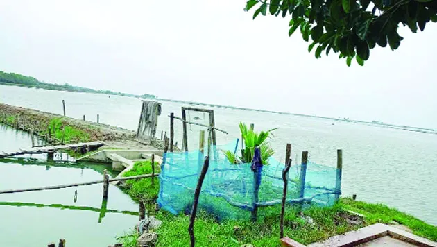চকরিয়ায় প্যারাবন ধ্বংস ও লবণাক্ততার ছোবল