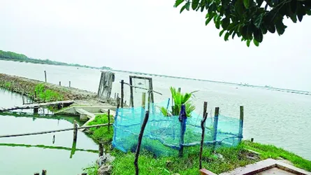 চকরিয়ায় প্যারাবন ধ্বংস ও লবণাক্ততার ছোবল
