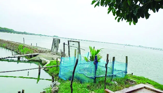 চকরিয়ায় প্যারাবন ধ্বংস ও লবণাক্ততার ছোবল