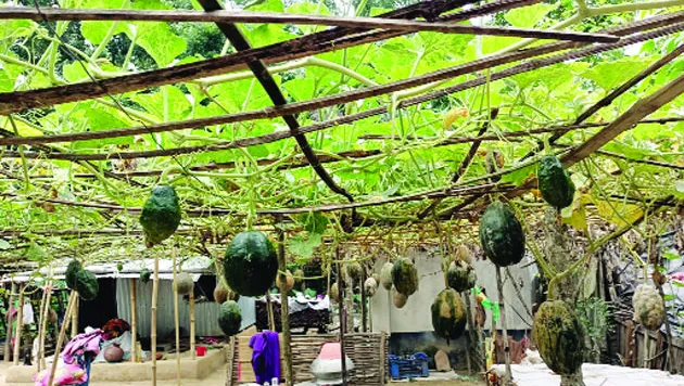 কালীগঞ্জের নিরাপদ সবজি গ্রাম