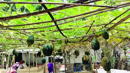 কালীগঞ্জের নিরাপদ সবজি গ্রাম