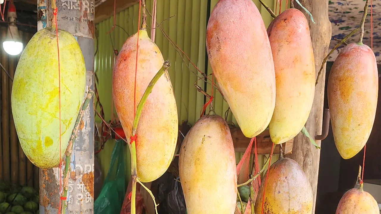 বান্দরবানে পাহাড়ি আমের ঘ্রাণে মুগ্ধ পর্যটকরা