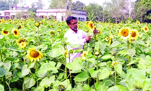 আনারসের রাজ্য মধুপুরে চাষ হচ্ছে সূর্যমুখী