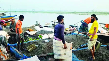 পাবনার ১৫টি বিল থেকে অবাধে শামুক নিধন