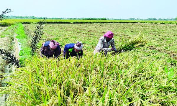 bangla-1