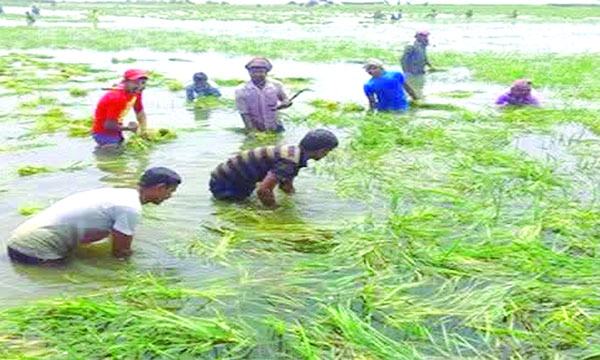 bangla-1