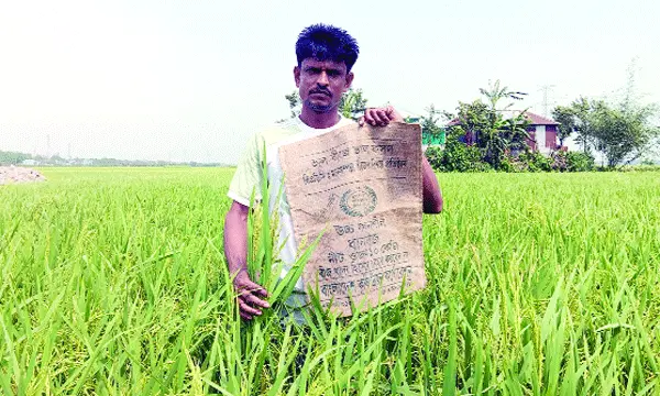 বিএডিসির ব্রি-৮৮ ধান  চাষে দিশেহারা কৃষক