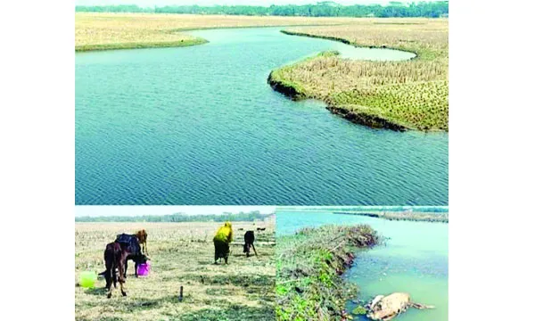 কলাপাড়ায় মধুখালী খালে লোনা পানি