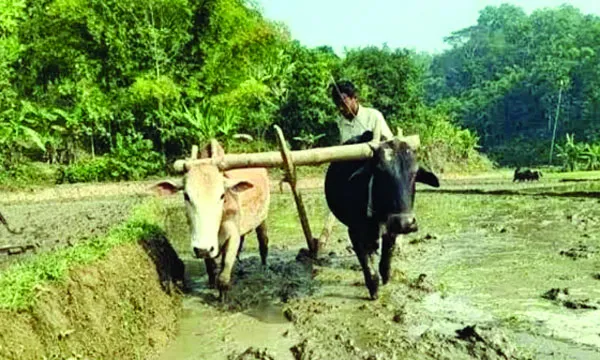 বন্যায় ভেসে গেছে কৃষকের পুঁজি আমনে ঘুরে দাঁড়ানোর চেষ্টা