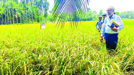 বাম্পার ফলনেও কৃষকের  মুখে হাসি নেই