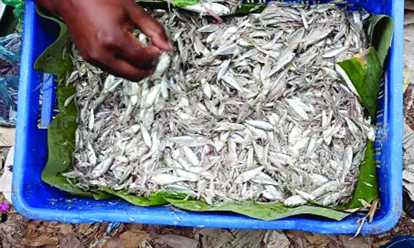 দুমকির পায়রা নদীতে অবাধে গুঁড়ো মাছ নিধন