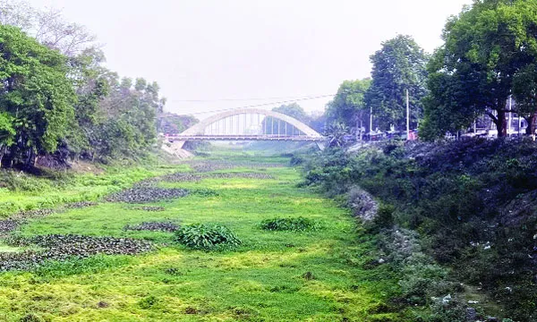 পুরাতন ব্রহ্মপুত্র এখন মশার আঁতুড়ঘর