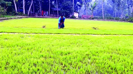 ইরি চাষে বিপর্যয়ের আশঙ্কা