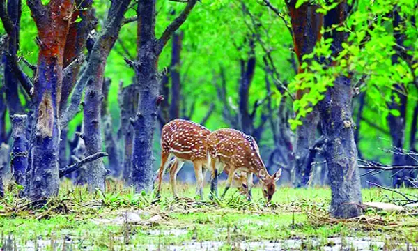 দুই দশক ধরে উপেক্ষিত পর্যটনের  অপার সম্ভাবনাময় নিঝুমদ্বীপ