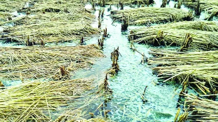ধানক্ষেতে বিপর্যয়, পানিতে ভাসছে কৃষকের স্বপ্ন