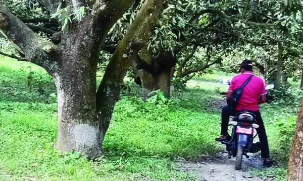 জীবননগরে রাস্তা দখল করে আ’লীগ নেতার আমবাগান