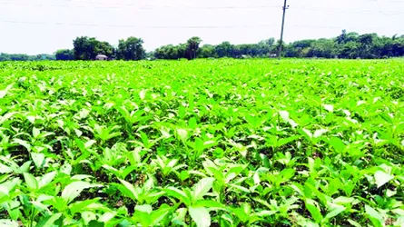 উৎপাদন খরচের চাপে সালথার পাটচাষিরা