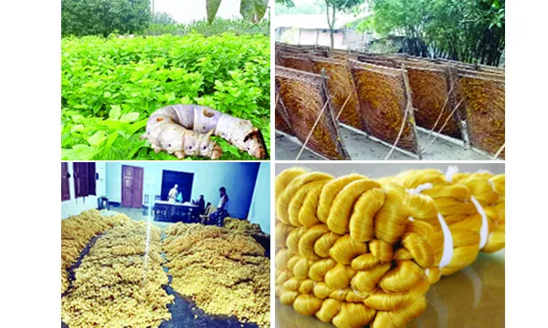 সুতার ঘাটতি ও জলবায়ুর আঘাতে ধুঁকছে ঐতিহ্যবাহী রেশম শিল্প