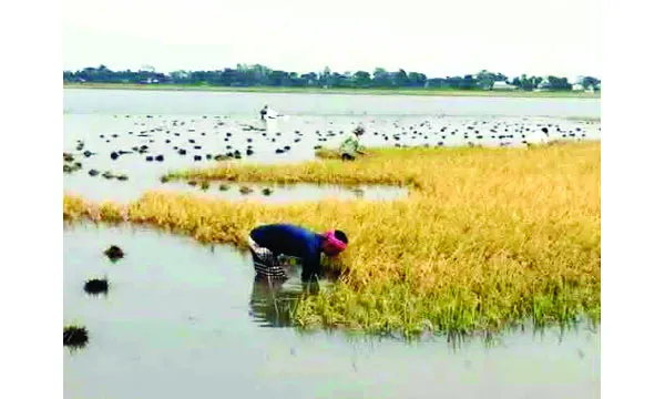 ফসল ঘরে তোলা নিয়ে ত্রিমুখী সঙ্কটে হাওরের কৃষক