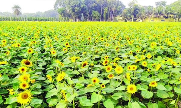 bangla-1