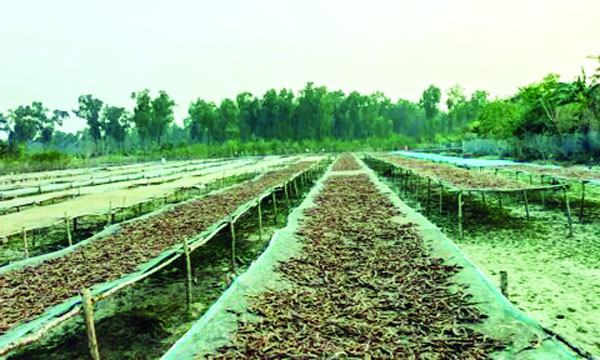 bangla-1