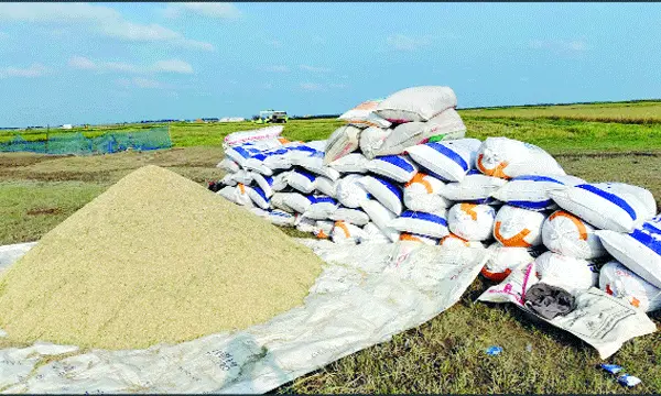 হাওরে ধানের ন্যায্য দাম পাচ্ছে না কৃষক